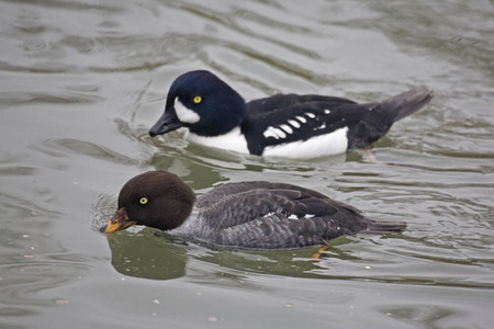 s Goldeneye, Bucephala islandica