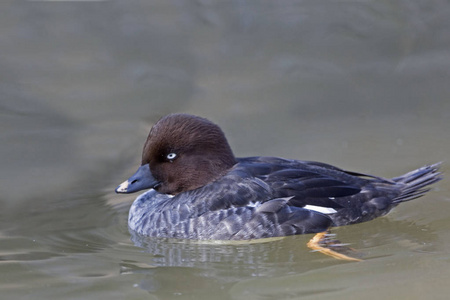 s Goldeneye, Bucephala islandica