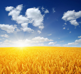 空中的麦田麦田和太阳在天空中照片