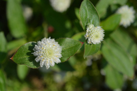 白球苋菜拉丁名gomphrenagloba