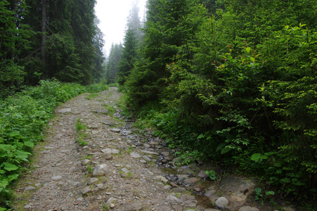 山中针叶林中的石路