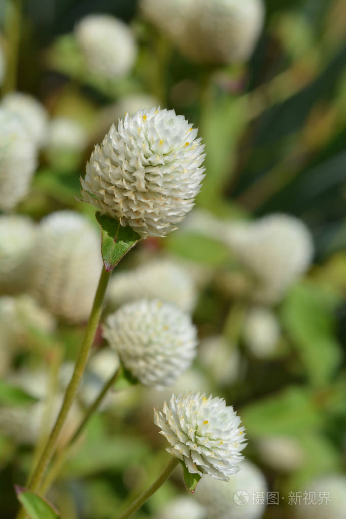 白球苋菜拉丁名gomphrenagloba照片-正版商用图片15ukt8-摄图新视界
