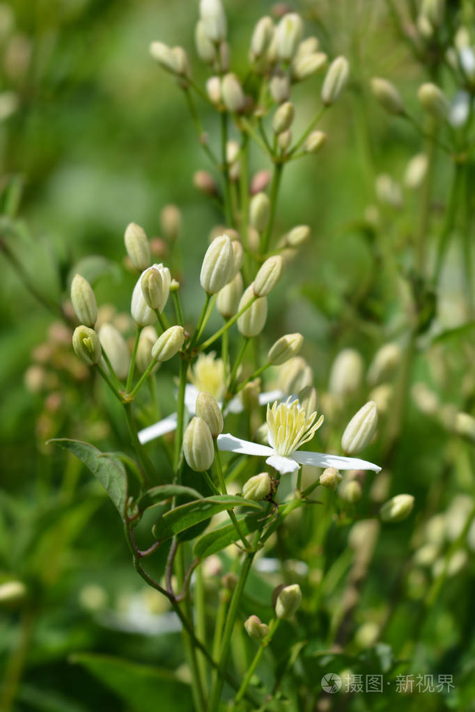 直立的铁线莲白花拉丁名字铁线莲照片-正版商用图片15ukub-摄图新视界