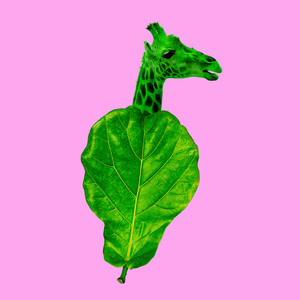 最小的当代拼贴艺术。 长颈鹿。 是食草动物的概念