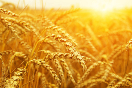 太阳上的麦田. 收获及食物概念照片