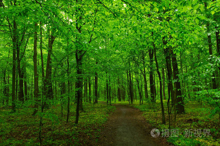 绿色森林和小径