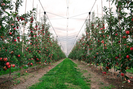 非常美丽的苹果花园，有着美妙的收获