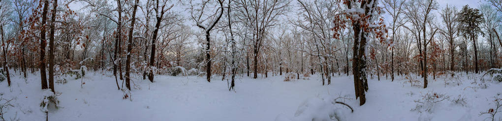 十字花树的风景形象。 霜冻的一天，雪林中平静的冬天，全景