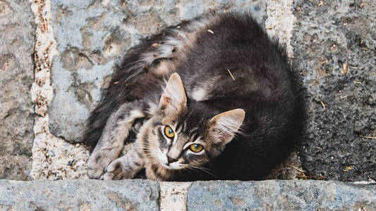 年轻的流浪猫看镜头