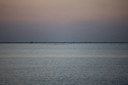 日落时海中的海鸥