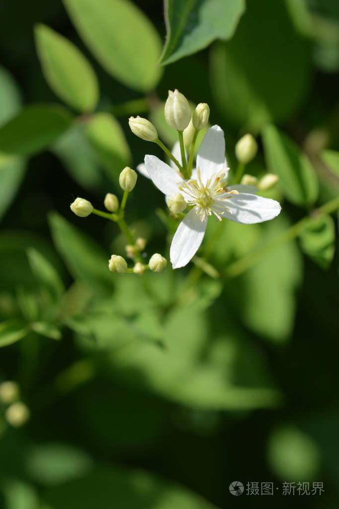 直立的铁线莲白花拉丁名字铁线莲照片-正版商用图片15un87-摄图新视界