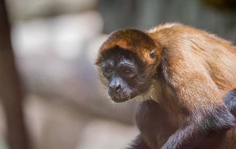 s spider monkey (ateles geoffroyi), aka the black-handed spider