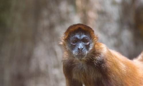 s spider monkey Ateles geoffroyi, AKA the blackhanded spider 