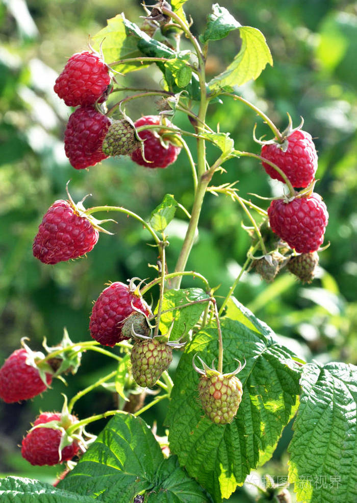 树莓的果实和灌木枝上的绿叶