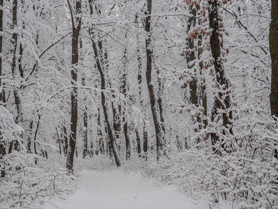 冬季森林。白雪覆盖了冬天的道路。