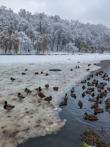 美丽的冬天，雪后鸭子在湖里游泳