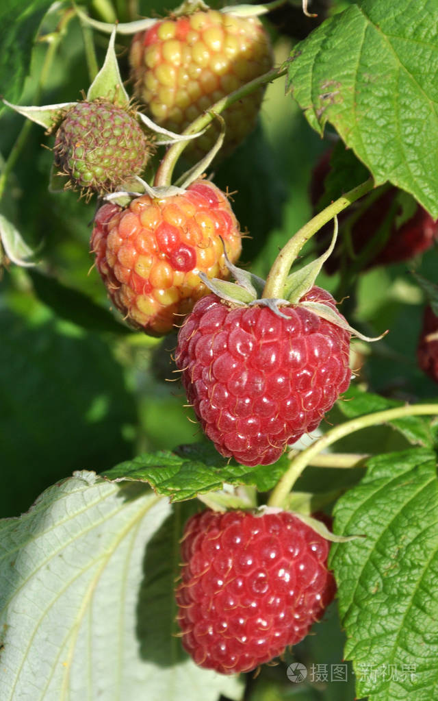 树莓的果实和灌木枝上的绿叶