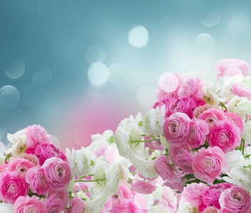 粉色和白色的花毛茛