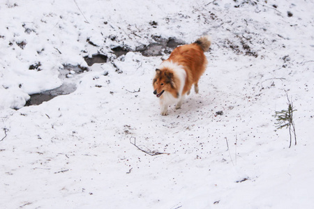 白雪皑皑的冬林中的红牧羊犬