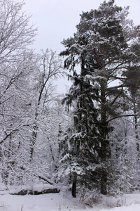 冬季雪林杉枝