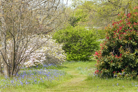 英国乡村春天花园中开花的蓝铃兰红杜鹃白杜鹃之间的草径。