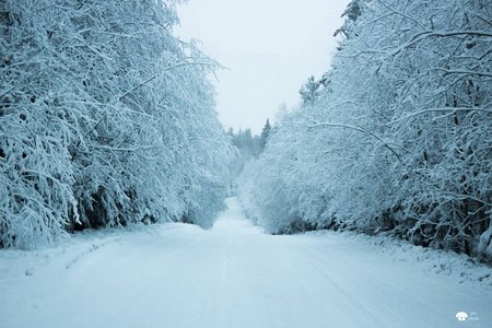 冬季雪林杉枝