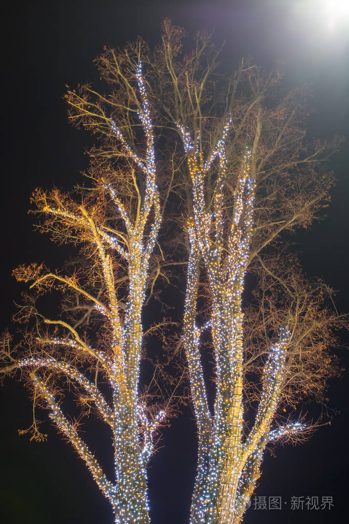 夜间装饰的照明树.照片-正版商用图片15uu5t-摄图新视界