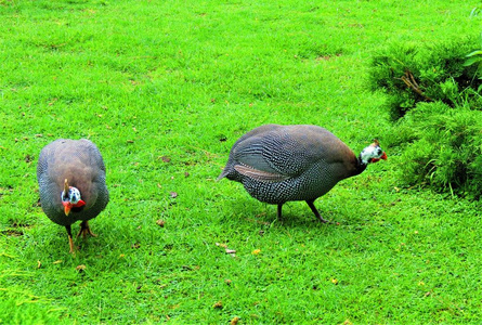 戴着头盔的GuineafowlsNumidaMeleagris。