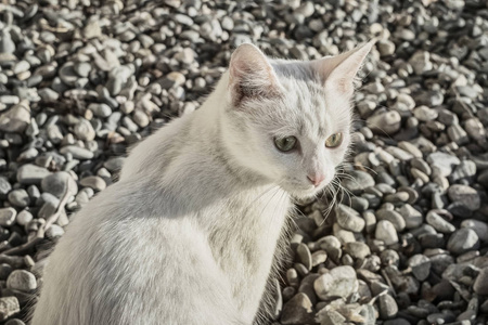 海岸鹅白色的猫在海岸的鹅卵石背景下照片