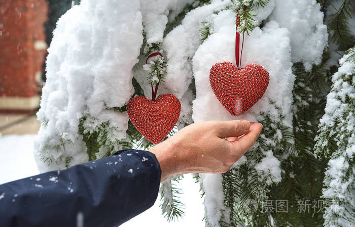 两颗红色的纺织心和人的手在大雪冷杉树枝的背景上