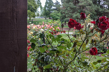 深红色漫游附近的大玫瑰花园