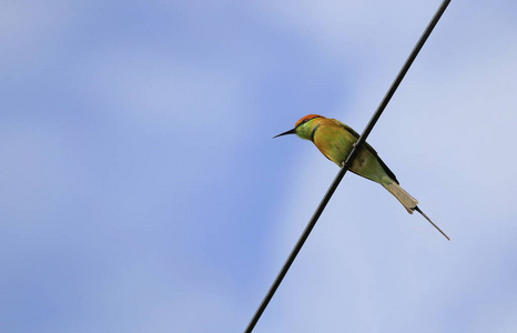 有天空背景的电缆上的梅罗普科鸟。