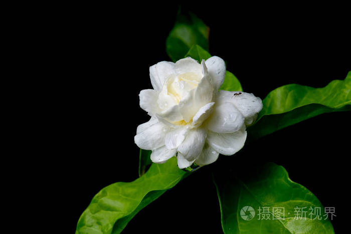 白色茉莉花黑色背景下的湿雨