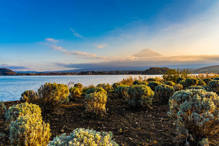 富士山的美丽景观，秋季日落时分，日本大林枫叶树环绕湖面