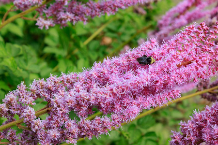 粉红色的花分组与蜜蜂在西北庭院