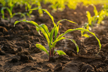 晨曦中农业园的玉米苗,幼嫩的绿色玉米苗照片