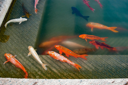 金庙湖水中的几条金鱼图片