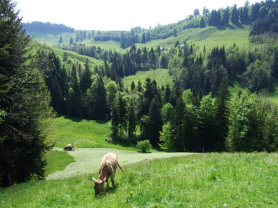 瑞士阿彭策尔阿usserrhoden村郊区的奶牛
