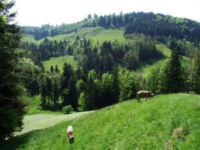 瑞士阿彭策尔阿usserrhoden村郊区的奶牛