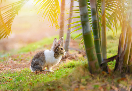兔子对大自然可爱的小白兔对花园春天草绿色背景兔子白兔对田野夏天绿模糊背景