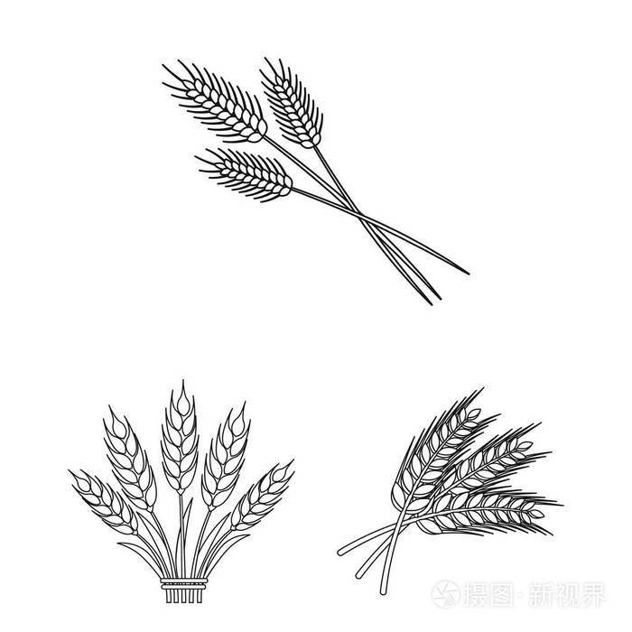 小麦和秸秆标志的矢量设计网络小麦和粮食股票符号的收集