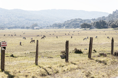 山羊在山谷的草地上平静地放牧。