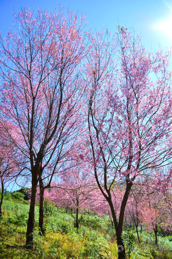 野生喜马拉雅樱花粉红色樱花树或樱花野生喜马拉雅樱花冬季在泰国佛