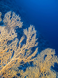带大猩猩的珊瑚礁在热带海底的蓝水背景下的水下景观