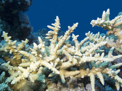 热带海底多彩珊瑚礁黄顶珊瑚水下景观
