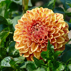 大丽花花坛图片