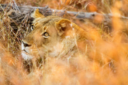 一只非洲母狮躲在草丛中