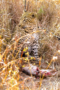 非洲豹在南非狩猎保护区的草地上吃猎物