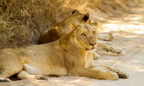 非洲狮子在狩猎场中的骄傲