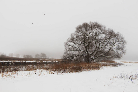 冬天河边霜冻的树木和草